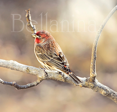 Rosy Little Finch