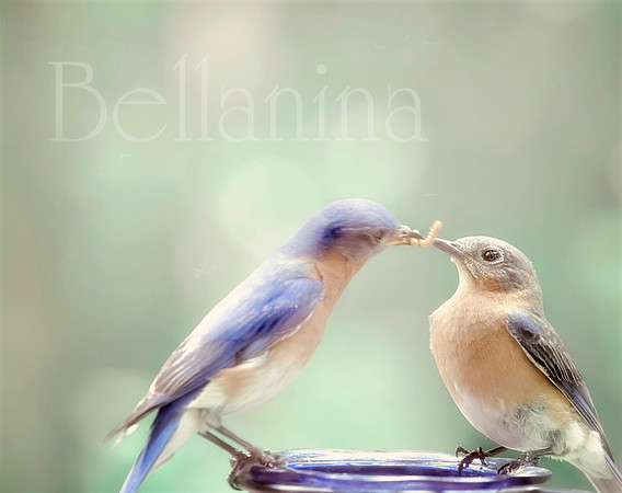 Spring Kiss