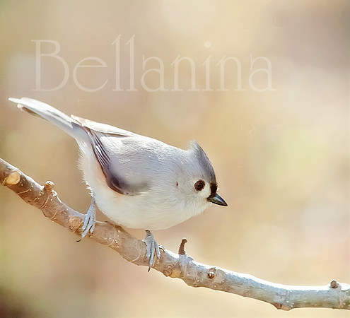 Sunlit Titmouse