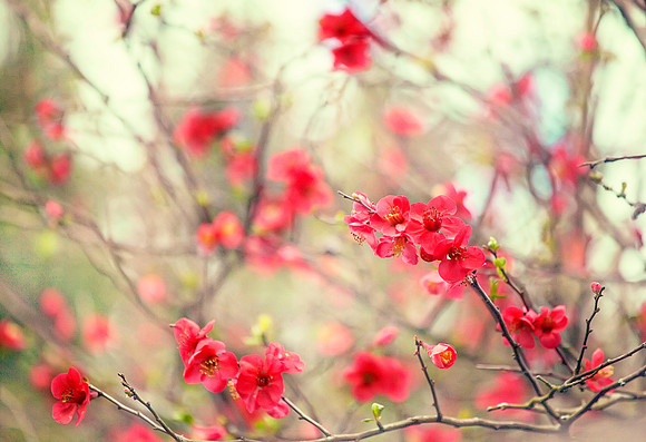 DancingQuince