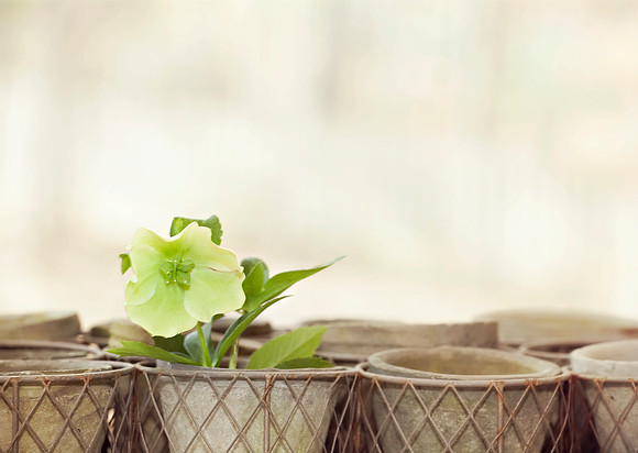 Heavenly Hellebore