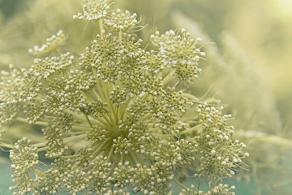 Enchantment