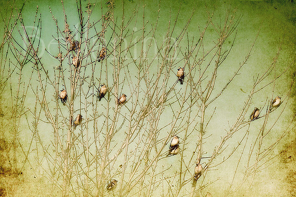 The Berry Snatchers
