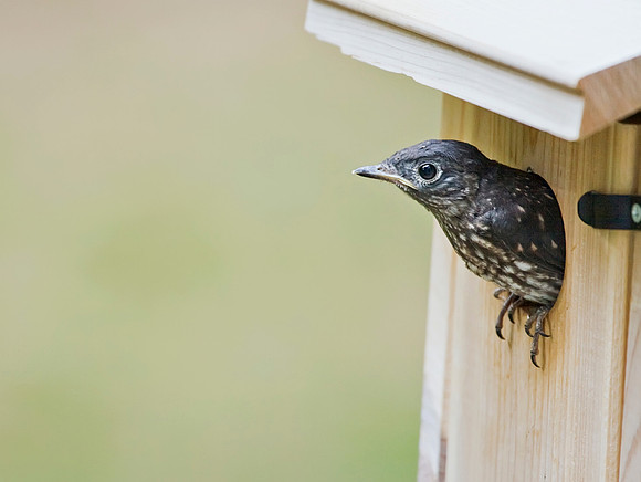 Fledging Day